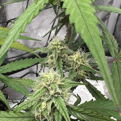 Orion F1 #2 growlog timeline photo