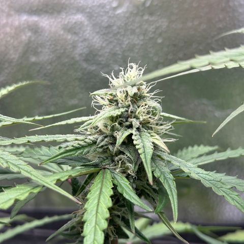 Orion F1 #2 growlog timeline photo