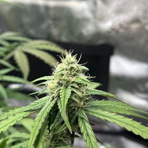 Orion F1 #2 growlog timeline photo