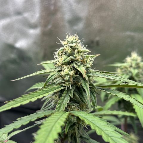 Orion F1 #2 growlog timeline photo
