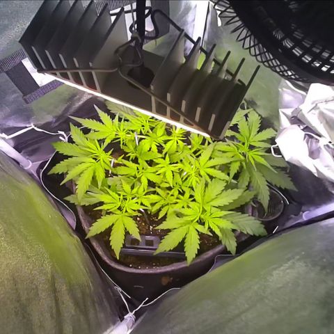 Wedding Cake 🍰 growlog timeline photo
