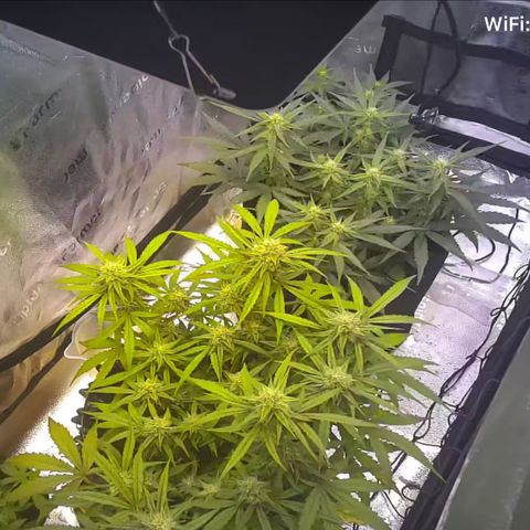 Medusa F1 growlog timeline photo