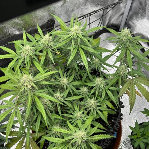 Orion F1 #2 growlog timeline photo