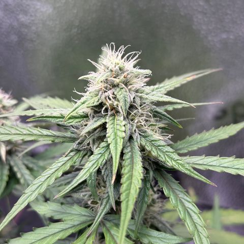 Orion F1 #2 growlog timeline photo