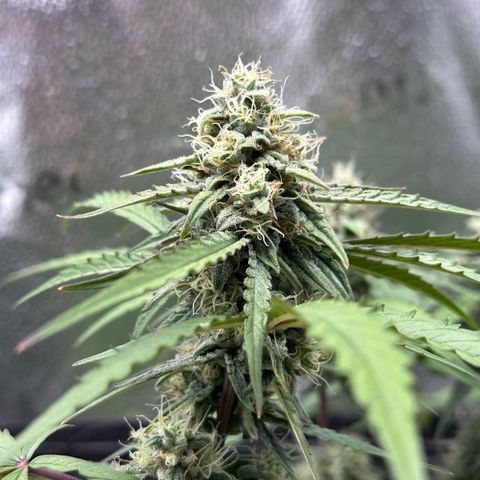 Orion F1 #2 growlog timeline photo