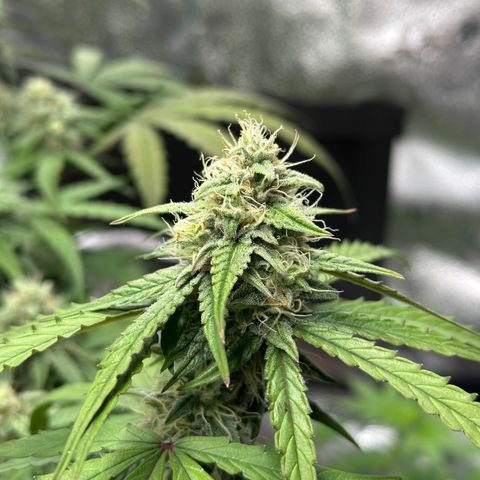 Orion F1 #2 growlog timeline photo