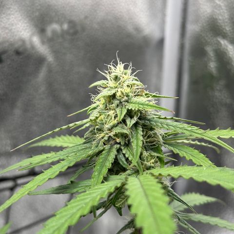 Orion F1 #2 growlog timeline photo