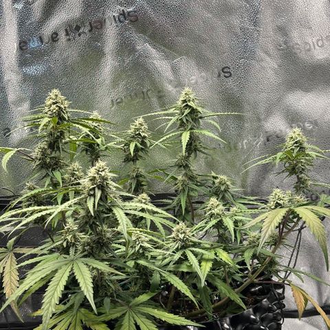 Orion F1 #2 growlog timeline photo