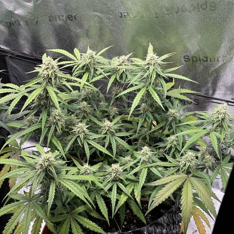 Orion F1 #2 growlog timeline photo