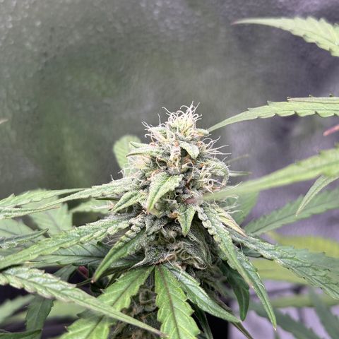 Orion F1 #2 growlog timeline photo