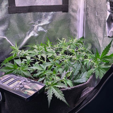 Wedding Cake 🍰 growlog timeline photo