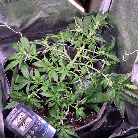 Wedding Cake 🍰 growlog timeline photo