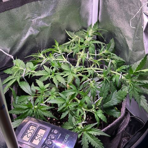 Wedding Cake 🍰 growlog timeline photo