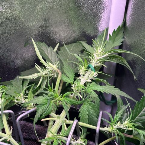 Wedding Cake 🍰 growlog timeline photo