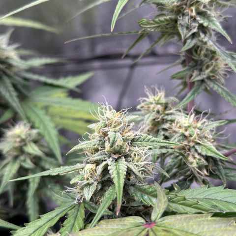 Orion F1 #2 growlog timeline photo