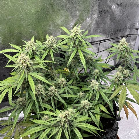 Orion F1 #2 growlog timeline photo