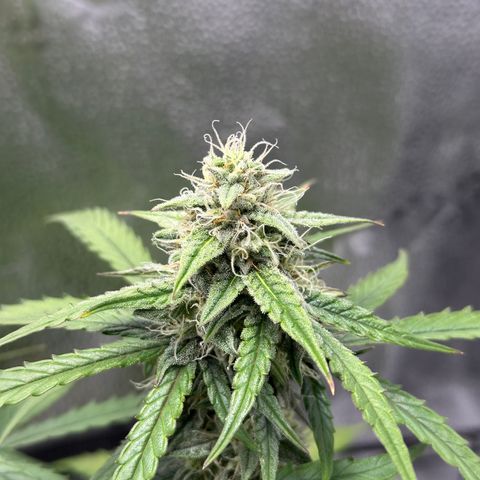Orion F1 #2 growlog timeline photo