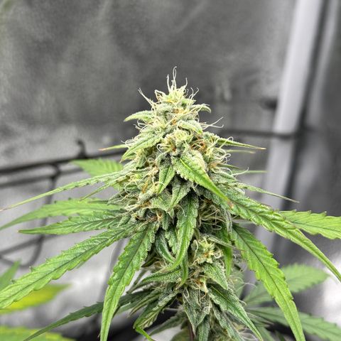 Orion F1 #2 growlog timeline photo