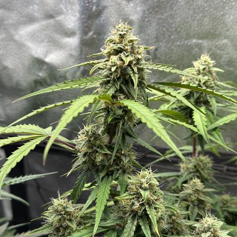Orion F1 #2 growlog timeline photo