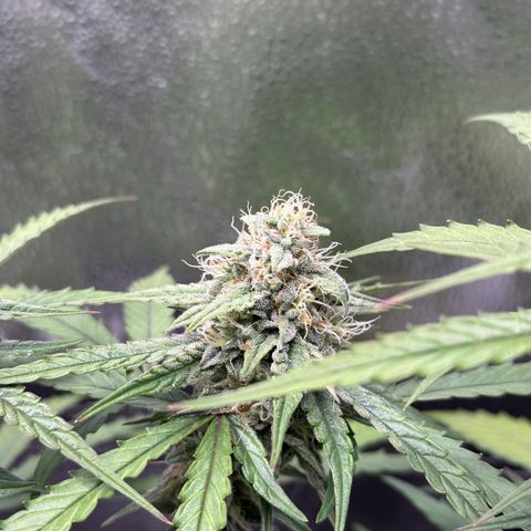 Orion F1 #2 growlog timeline photo