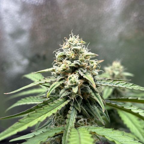 Orion F1 #2 growlog timeline photo