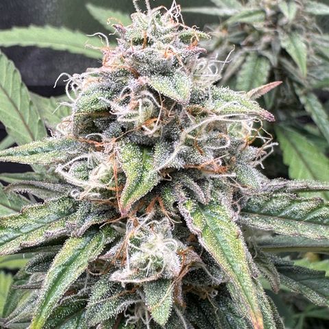 Orion F1 #2 growlog timeline photo