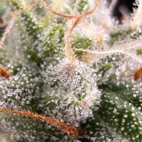 Orion F1 #2 growlog timeline photo