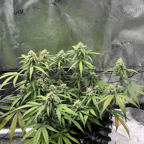 Orion F1 #2 growlog timeline photo