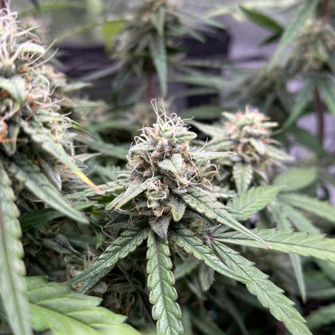 Orion F1 #2 growlog timeline photo