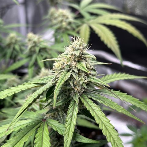 Orion F1 #2 growlog timeline photo