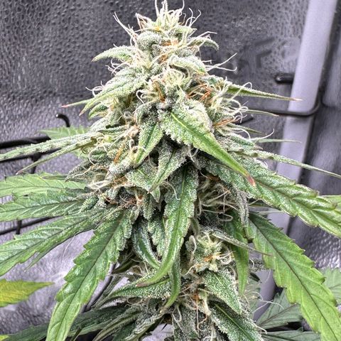 Orion F1 #2 growlog timeline photo