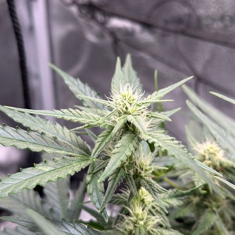 Medusa F1 growlog timeline photo