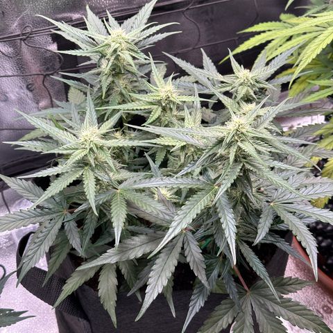 Medusa F1 growlog timeline photo