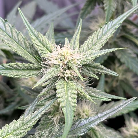 Medusa F1 growlog timeline photo