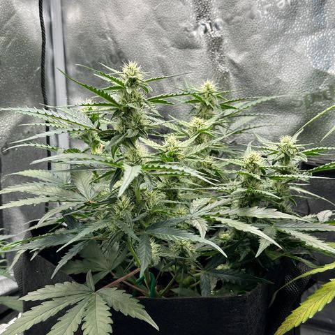 Medusa F1 growlog timeline photo
