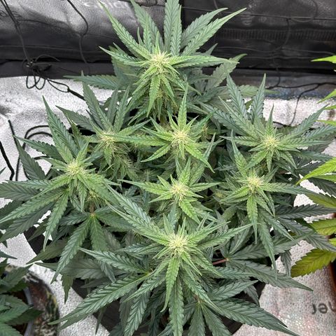 Medusa F1 growlog timeline photo