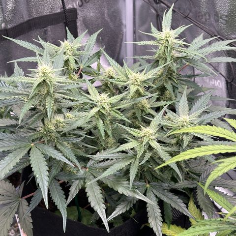 Medusa F1 growlog timeline photo