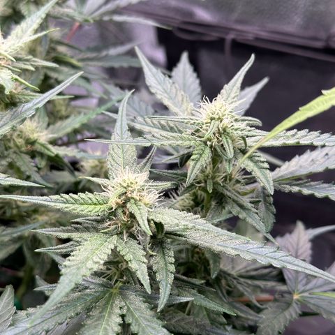 Medusa F1 growlog timeline photo