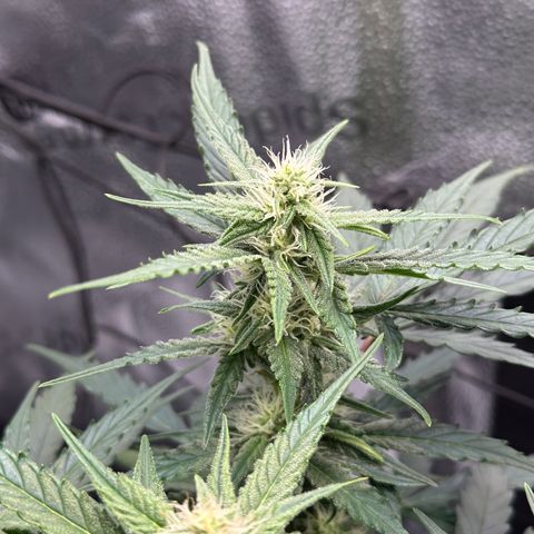 Medusa F1 growlog timeline photo