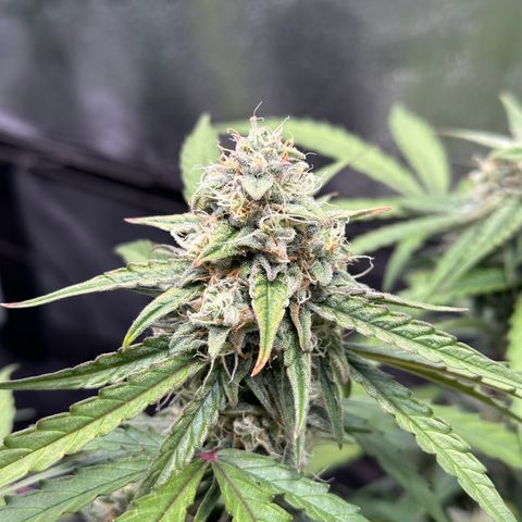 Orion F1 #2 growlog timeline photo