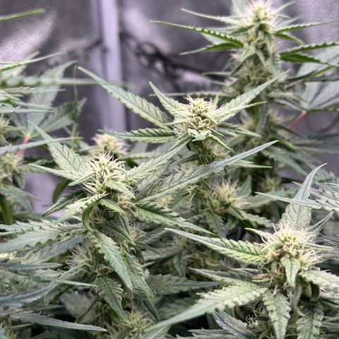 Medusa F1 growlog timeline photo