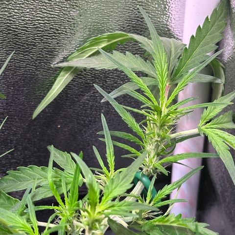 Wedding Cake 🍰 growlog timeline photo