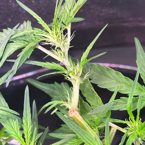 Wedding Cake 🍰 growlog timeline photo