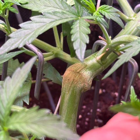 Wedding Cake 🍰 growlog timeline photo