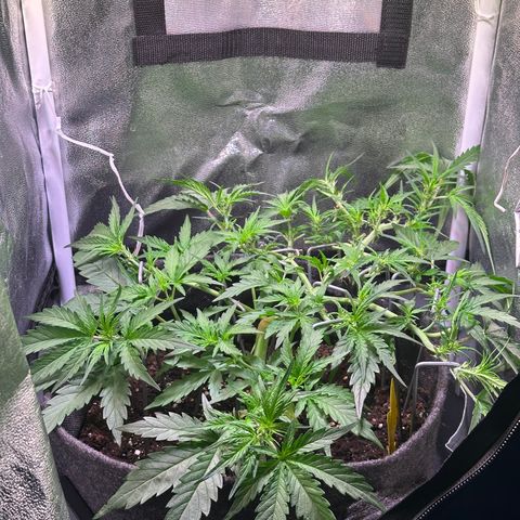 Wedding Cake 🍰 growlog timeline photo