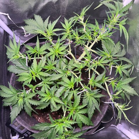 Wedding Cake 🍰 growlog timeline photo