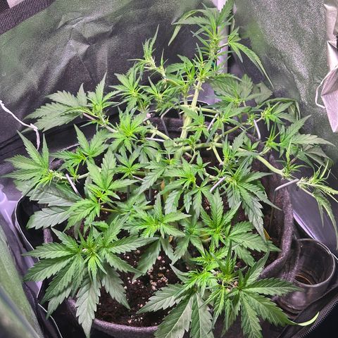 Wedding Cake 🍰 growlog timeline photo