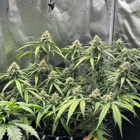 Orion F1 #2 growlog timeline photo