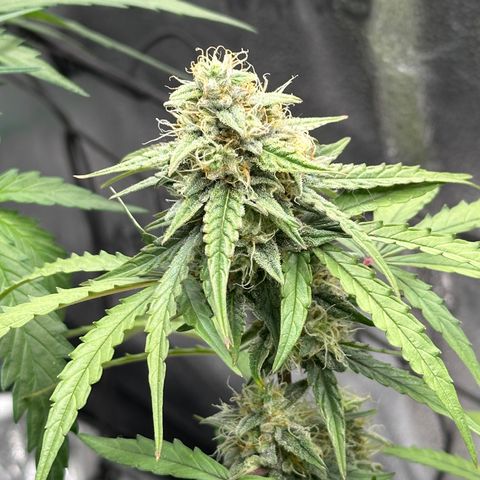 Orion F1 #2 growlog timeline photo