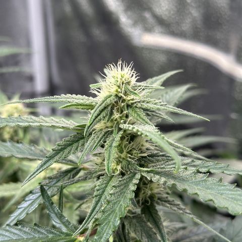 Medusa F1 growlog timeline photo